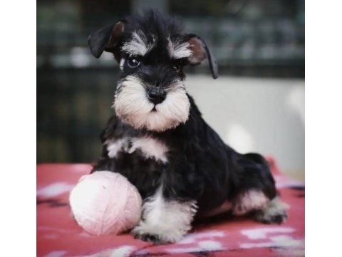 Fcı secereli schnauzer yavruları