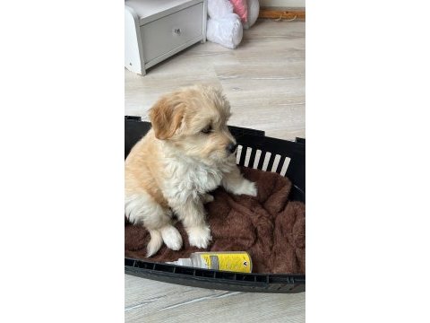 2 aylık yavru maltipoo sahiplendirme