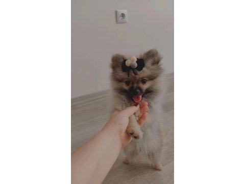 Pomeranian boo