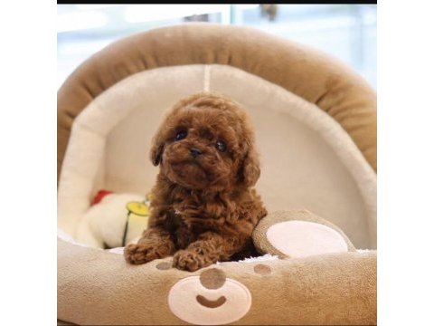 Sağlıklı ve aşılı toy poodle yavrularım