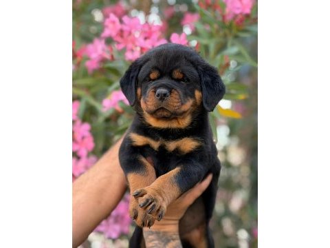 Rottweiler yavru
