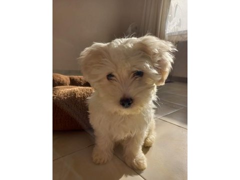 Satılık 3.5 aylık maltese terrier