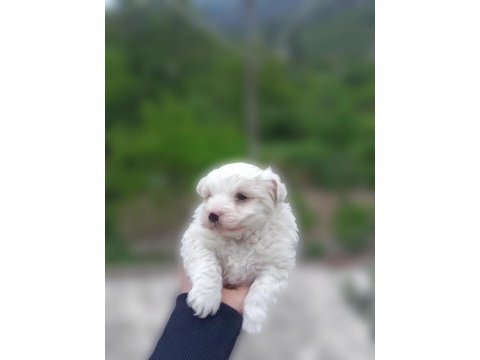 0 numara maltese terrier yavrumuz