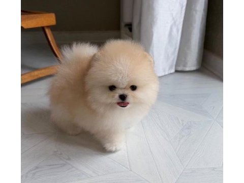 Göz alıcı tüy yapısına sahip pomeranian boo