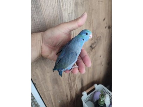 Forpus papağanı yavrularımız için ulaşın