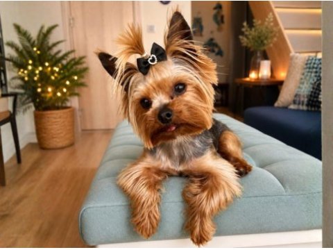 Orjinal teacup erkek yorkshire terrier 1800gr