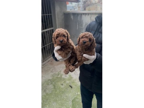 Toy poodle bebekler yeni yuvasına gitmeye hazır