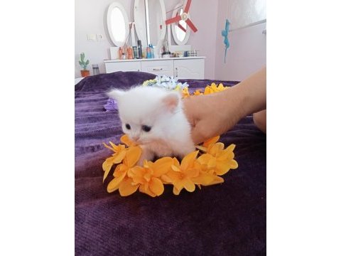 Chinchilla çinçila sarı ve beyaz yavrular safkan