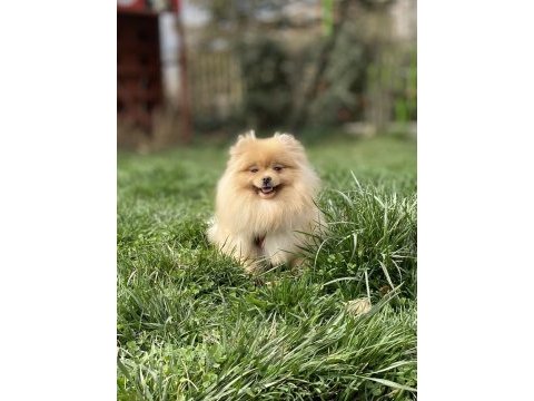 Açık renk üst kalite genç yetişkin dişi boo pomeranian