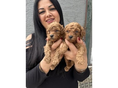 Ufacık sağlık ve ırk garantili toy poodle yavrularım
