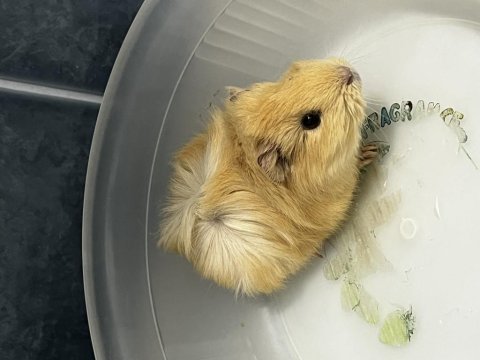 Guinea pig