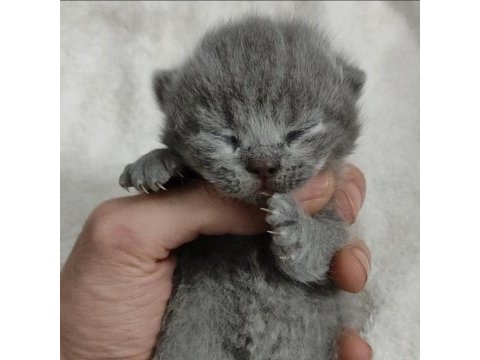 Saf kan scottish fold yavrularımız