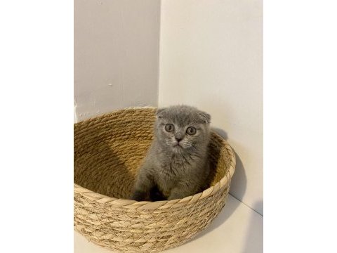 Çok sevimli ve oyuncu scottish fold yavrumuz