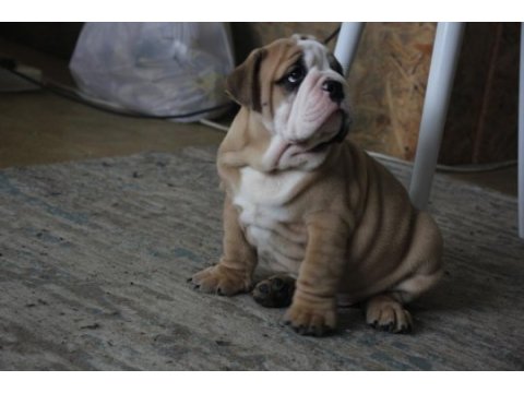 Üst düzey ingiliz bulldog yavrular