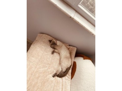 Blue point british shorthair