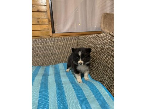 Border collie köpeği
