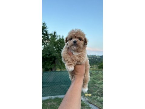 Kore maltipoo
