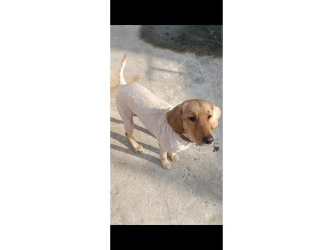 Golden retriever 10 aylık kızım