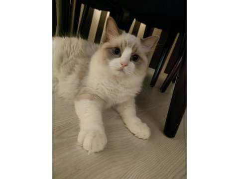 Şampiyon anne babanın şecereli ragdoll yavruları