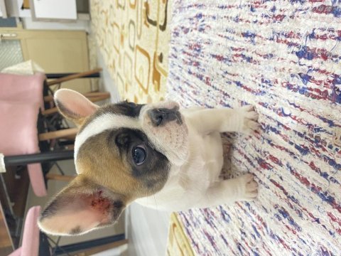 Safkan orjinal french bulldog yavrular