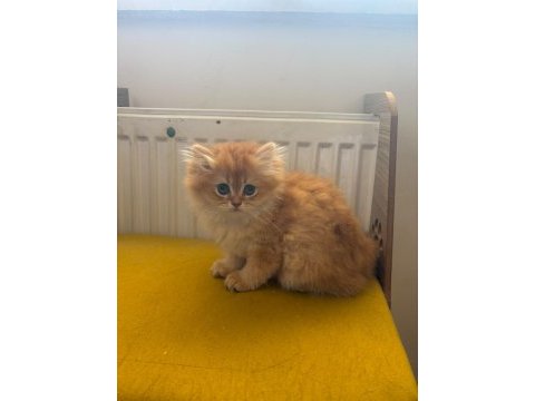 British longhair 2 aylık yavru