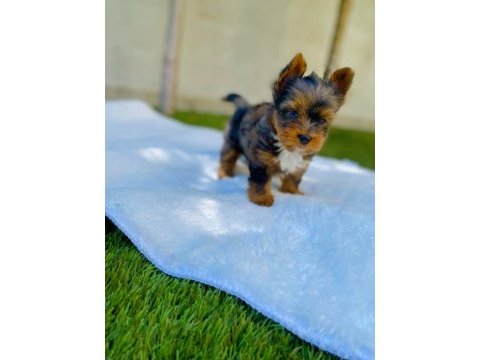 Antiallerjik tea cup morkie yavrular ziyarete açık