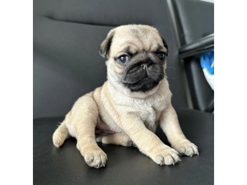 Hamburger surat pug mops yavrularımız