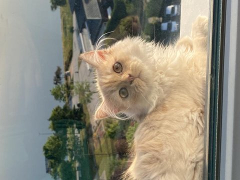 Chinchilla kedisi 3 aylık