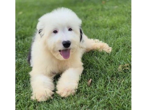 English sheepdog ( bobtaıl) yavrularimiz