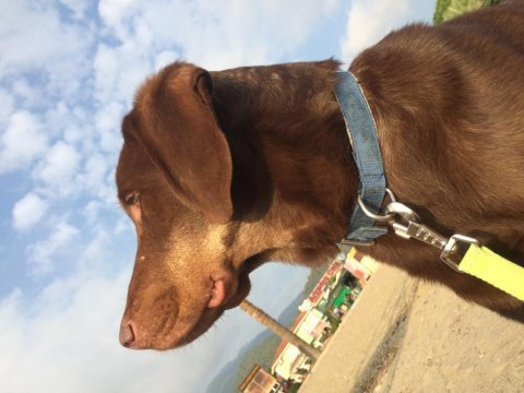 Sosyal kelebek moka yuva arıyor doberman