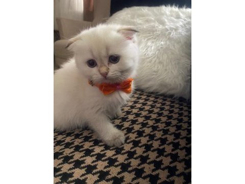 Uygun fiyatlı dişi scottish fold bebek