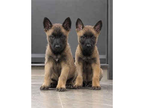 Safkan belçika malinois yavruları