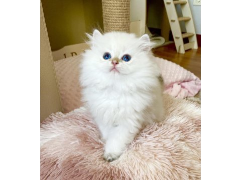 Safkan british longhair golden point erkek yavru