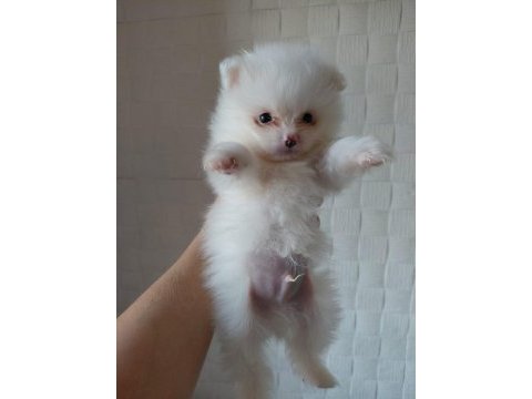 Dünya tatlısı pomeranian boo kaliteli bebekler