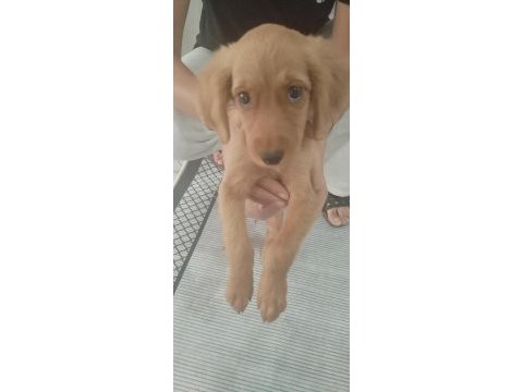 2 aylık dişi poodle