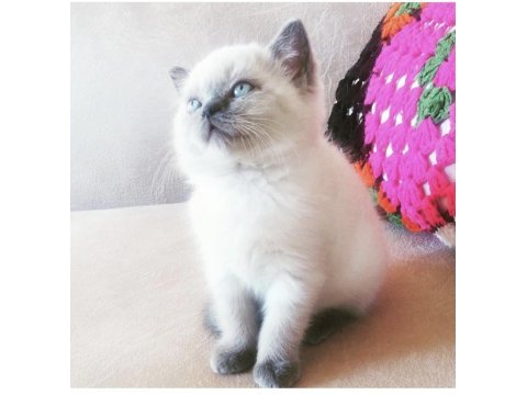 Pofidik british shorthair bebeklerim yeni yuvalarını arıyor