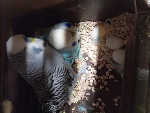 Muhabbet takımlar renk renk çeşit yavrulu yumurtalı