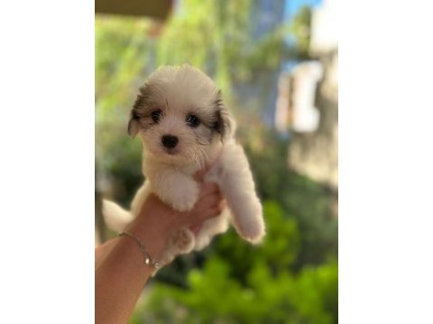 60 günlük orjinal maltese terrier