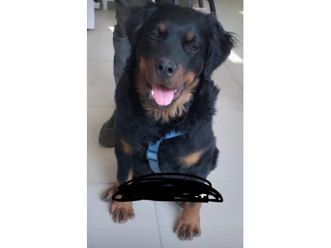 8 aylık rottweiler erkek 6 aylık fotoğraf koyuyorum