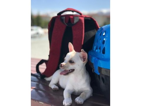 Şivava köpeğimiz 3 aylık aşıları tam