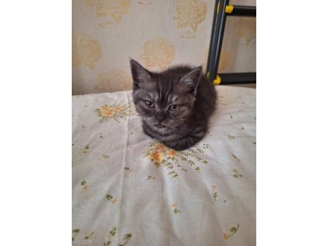 Scottish fold ve british shorthair yavruları özel renkler