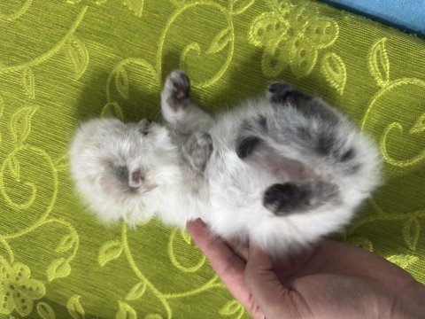 A kalite scottish longhair