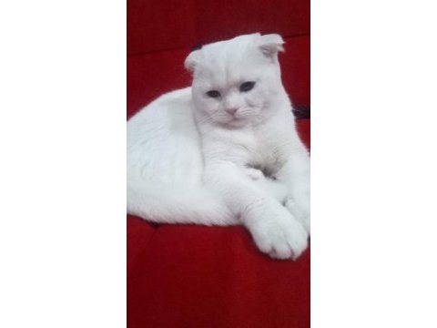 Beyaz scottish fold pamuğum sahiplendirilecek