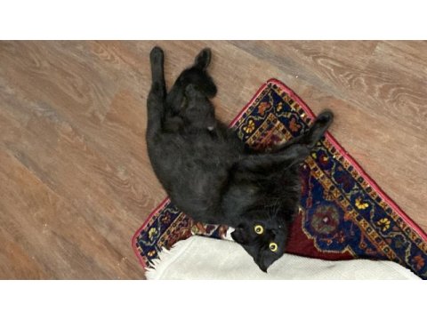 Scottish fold kedimize sıcak bir yuva arıyoruz