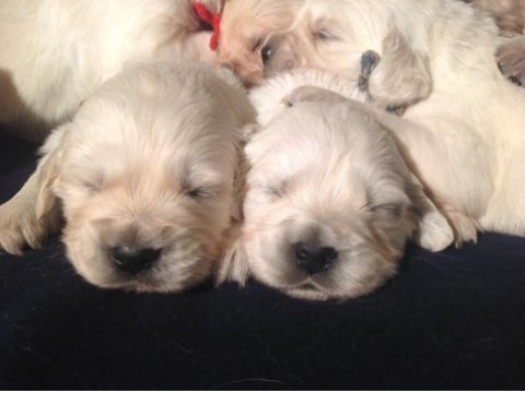 Golden retriever adrese teslim kapıda ödeme yapabilirsiniz