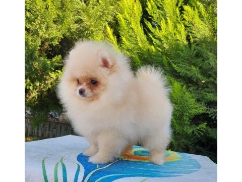 Orijinal pomeranian tea cap yavrularimiz