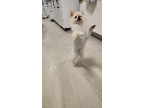 Ücretsiz oyuncu sevgi dolu pomeranian sadece ankara içine