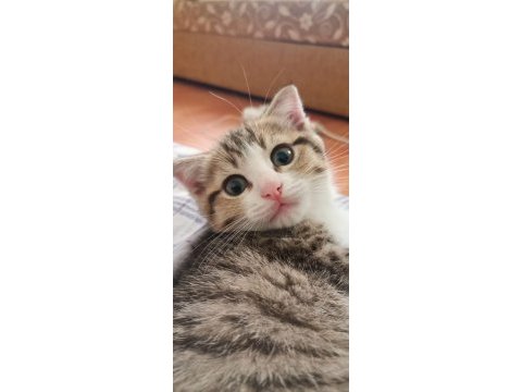 Beyaz dışı diğeri erkek kedilerin sahiplendirilir