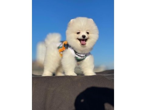 Orjinal spitz olmayan pomeranian boo cinsi çocuklar