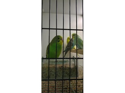 Rengarenk muhabbet kuşu yavrular